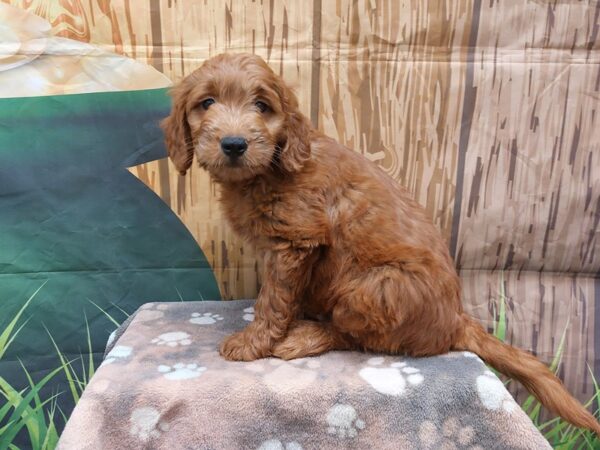 [#1996] Red Male Mini Goldendoodle Puppies for Sale