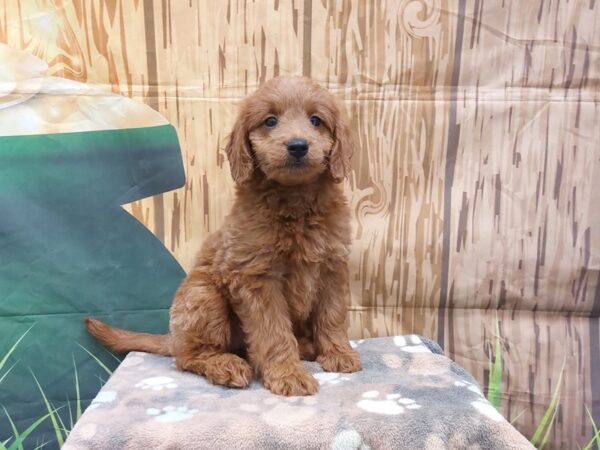 [#1995] Red Female Mini Goldendoodle Puppies for Sale