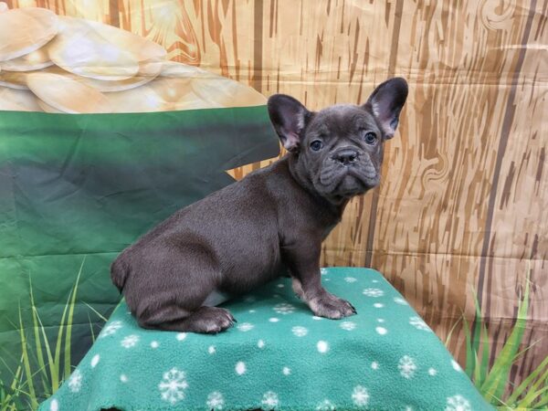 [#1983] Blue Female French Bulldog Puppies for Sale