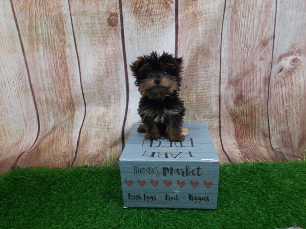 [#29261] Black and Tan Male Yorkshire Terrier Puppies for Sale