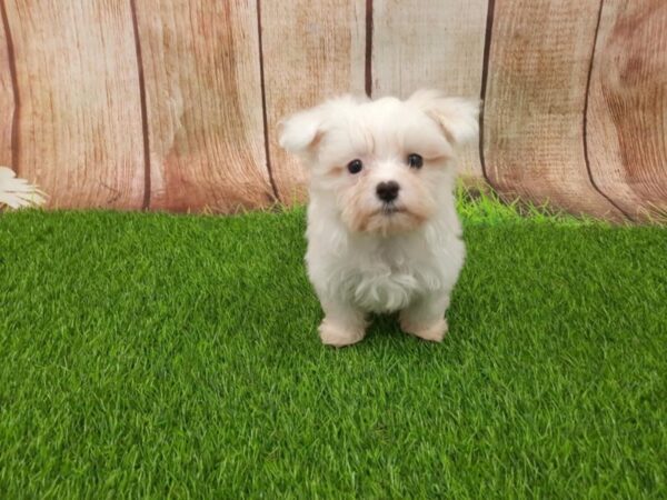 [#29291] White Male Maltipoo Puppies for Sale