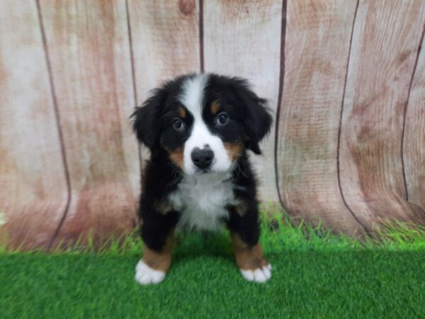 [#29285] Black White / Tan Male Bernese Mountain Dog Puppies for Sale