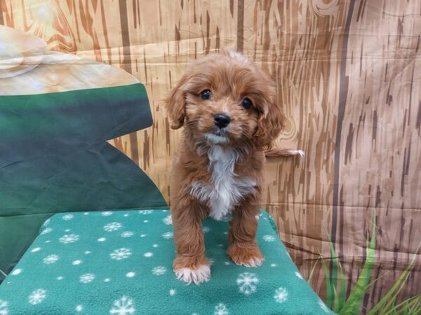 [#2015] Red / White Female Cavapoo Puppies for Sale
