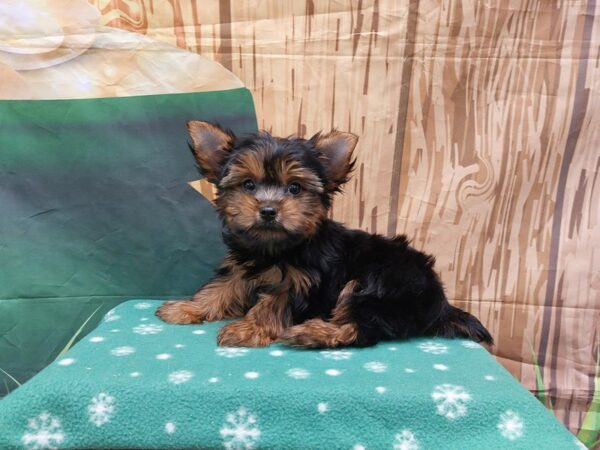 [#2026] Black / Tan Male Yorkshire Terrier Puppies for Sale