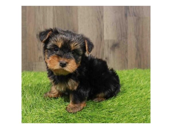 [#29311] Black / Tan Male Yorkshire Terrier Puppies for Sale