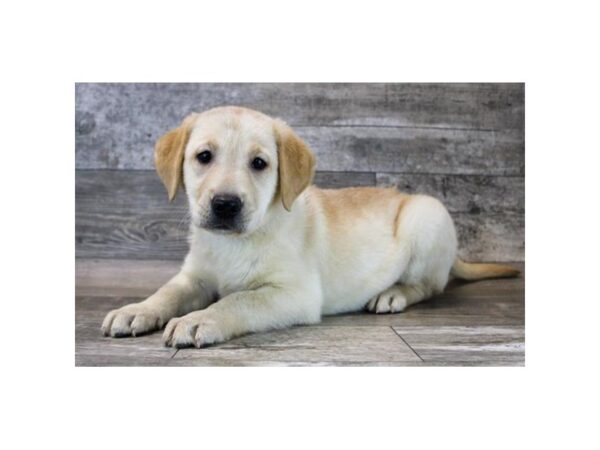 [#2038] Yellow Female Labrador Retriever Puppies for Sale