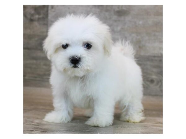 [#2039] White Male Maltese Puppies for Sale