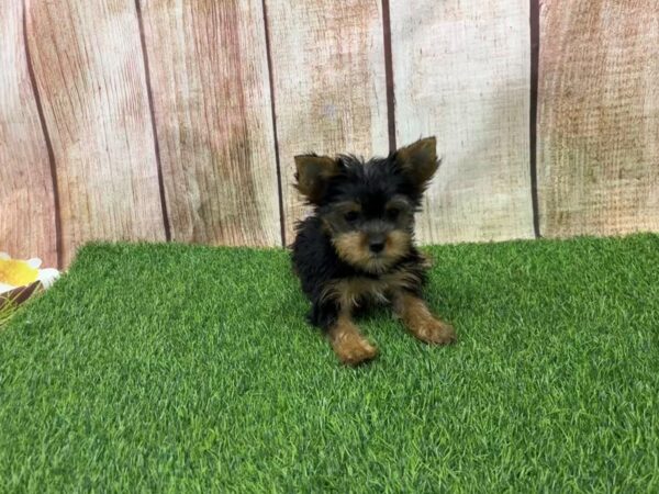 [#29307] Black / Tan Female Yorkshire Terrier Puppies for Sale