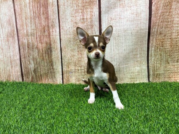 [#29293] Chocolate Male Chihuahua Puppies for Sale