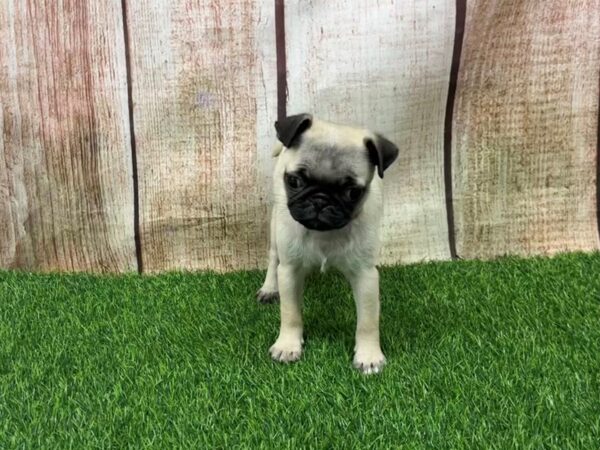 [#29318] Fawn Female Pug Puppies for Sale