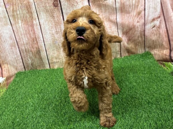 [#29308] Red / White Male Goldendoodle Puppies for Sale