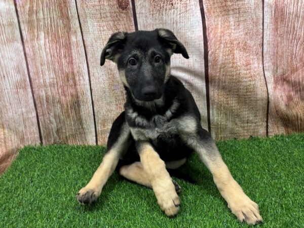 [#29322] BLACK & TAN Female German Shepherd Puppies for Sale