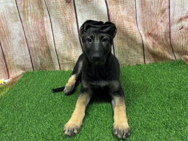 [#29323] BLACK & TAN Female German Shepherd Puppies for Sale