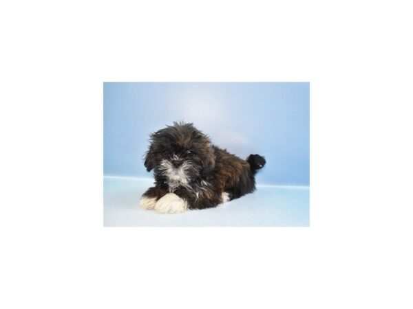 [#29330] Red Gold Female Lhasa Apso Puppies for Sale