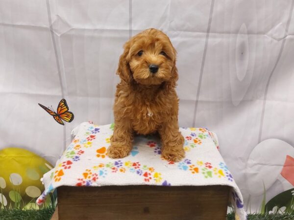 [#2050] Red Female Cockapoo Puppies for Sale