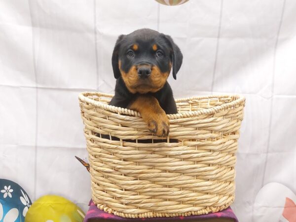 [#2044] Black / Tan Male Rottweiler Puppies for Sale