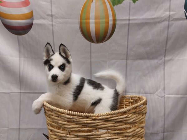 [#2046] Pinto Spotted Female Siberian Husky Puppies for Sale