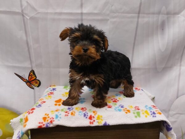 [#2055] Black and Tan Male Yorkshire Terrier Puppies for Sale