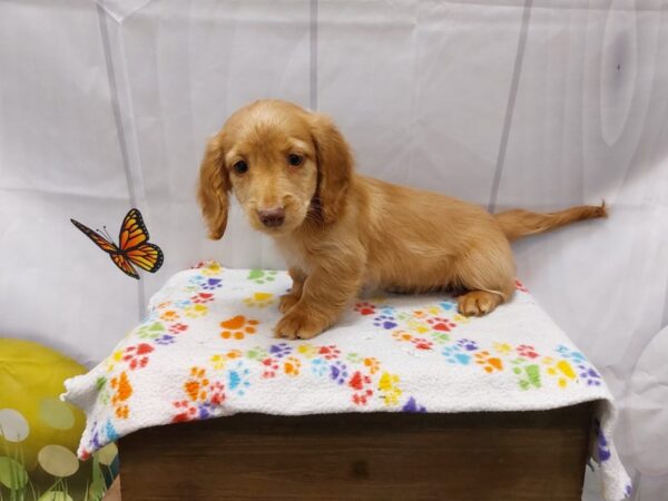 [#2052] Red Gold Female Dachshund Puppies for Sale