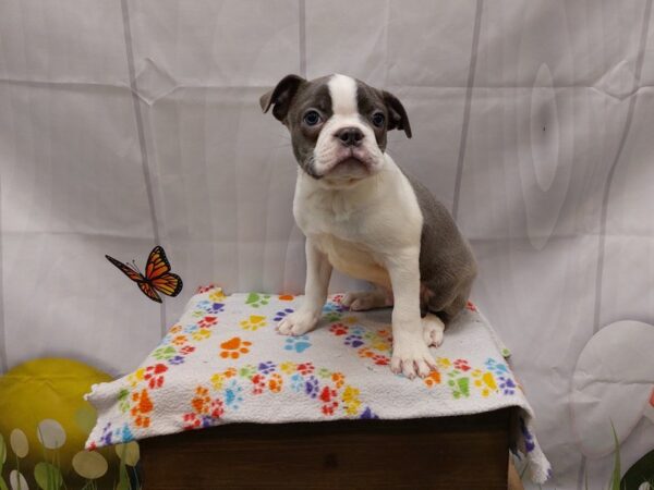 [#2047] Blue / White Male Boston Terrier Puppies for Sale