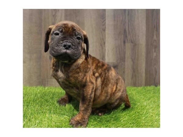 [#29343] Brindle Male Bullmastiff Puppies for Sale