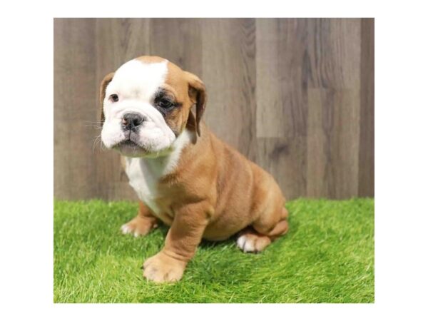 [#29342] Red / White Male Victorian Bulldog Puppies for Sale