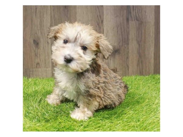 [#29344] Salt / Pepper Male Schnoodle Puppies for Sale
