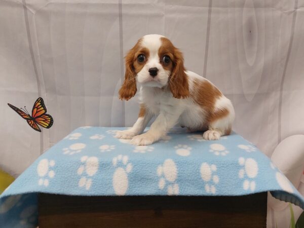 [#2062] Blenheim Male Cavalier King Charles Spaniel Puppies for Sale