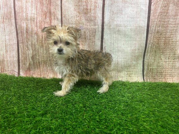 [#29340] Brown Male Morkie Puppies for Sale