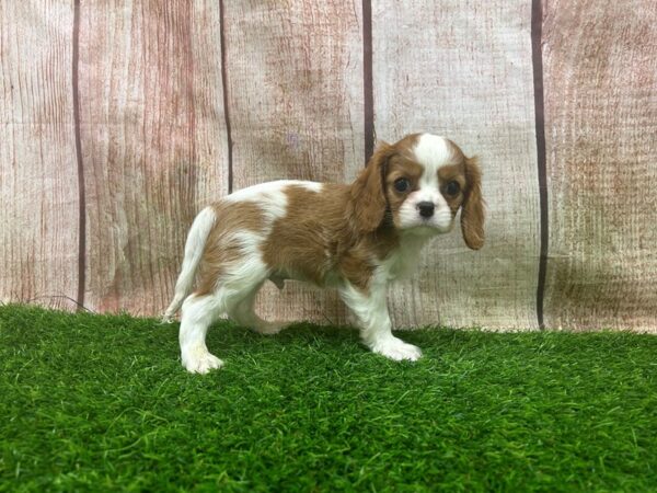 [#29338] Blenheim Male Cavalier King Charles Spaniel Puppies for Sale