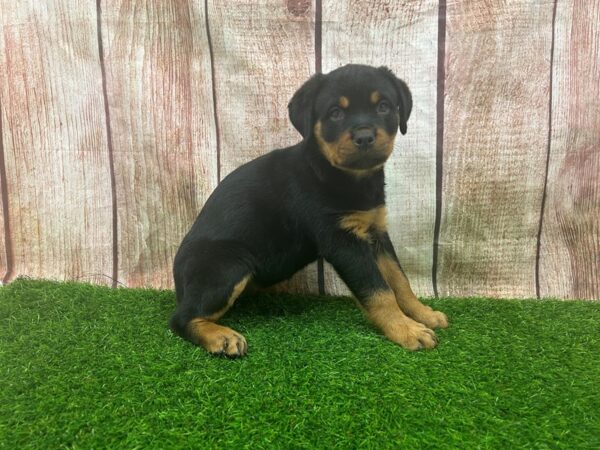 [#29333] Black / Tan Female Rottweiler Puppies for Sale