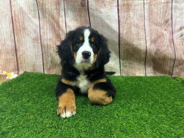 [#29302] Black Rust / White Female Bernese Mountain Dog Puppies for Sale
