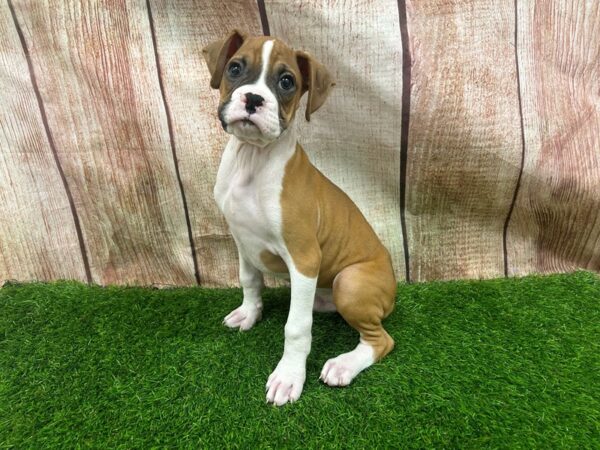 [#29328] Fawn Male Boxer Puppies for Sale
