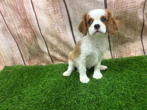 [#29292] Blenheim Male Cavalier King Charles Spaniel Puppies for Sale