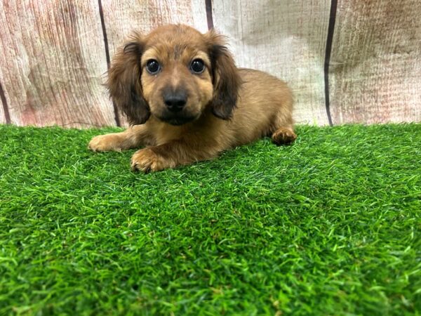 [#29327] Red Male Dachshund Puppies for Sale