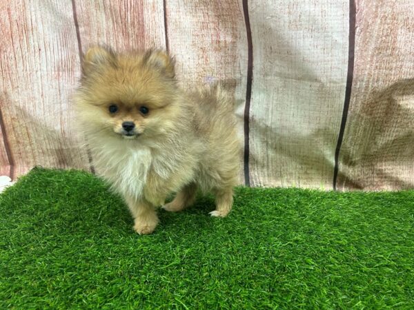 [#29294] Fawn Sable Male Pomeranian Puppies for Sale