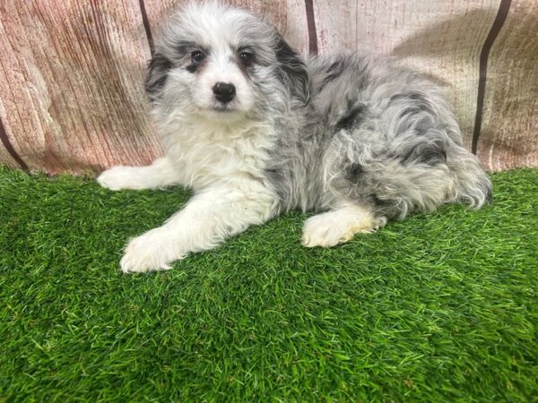 [#29332] Merle Female Mini Aussiedoodle Puppies for Sale