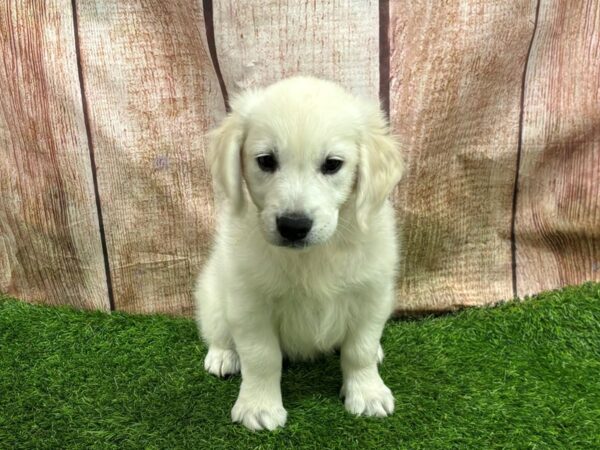 [#29326] Cream Female Golden Retriever Puppies for Sale