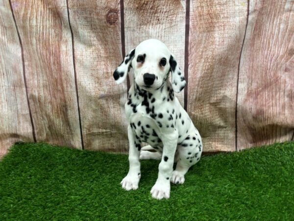 [#29324] White / Black Male Dalmatian Puppies for Sale