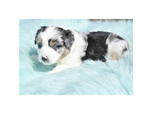 [#29345] Blue Merle / White Male Australian Shepherd Puppies for Sale
