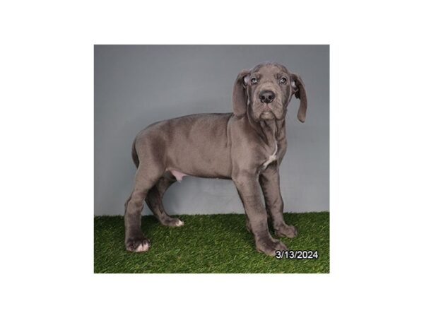 [#29360] Blue Male Great Dane Puppies for Sale
