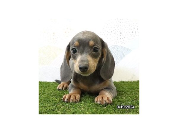 [#29359] Chocolate Female Dachshund Puppies for Sale