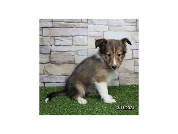 [#29362] Sable / White Female Shetland Sheepdog Puppies for Sale