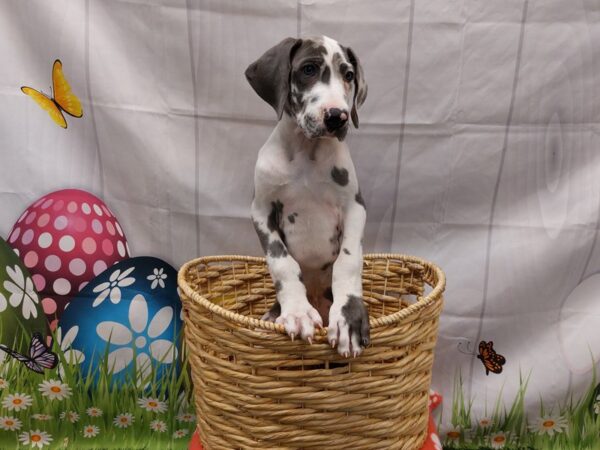 [#2078] Blue Harlequin Male Great Dane Puppies for Sale
