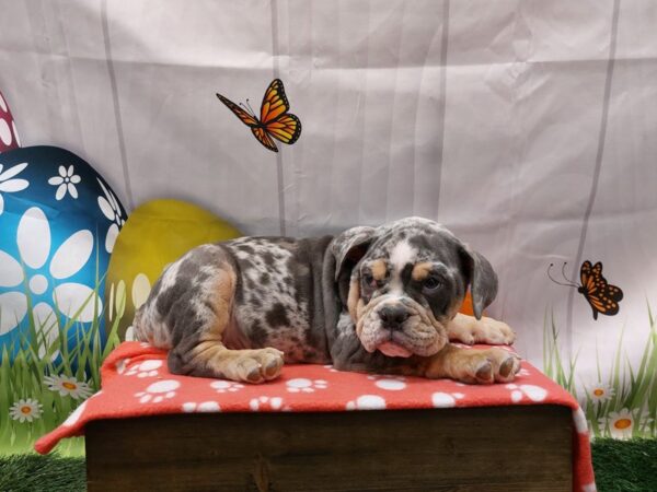 [#2076] Lilac Merle Male Victorian Bulldog Puppies for Sale