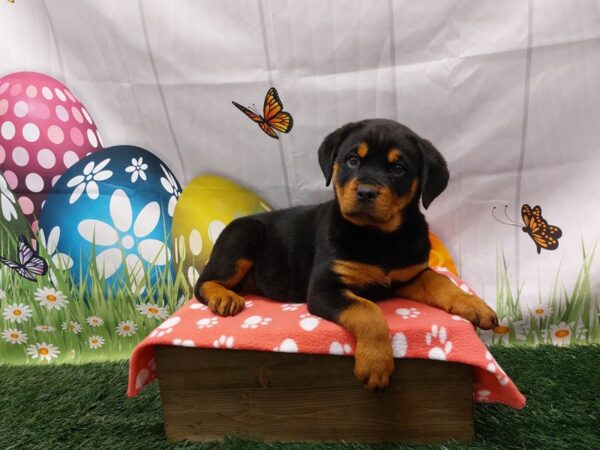 [#2072] Black / Tan Female Rottweiler Puppies for Sale