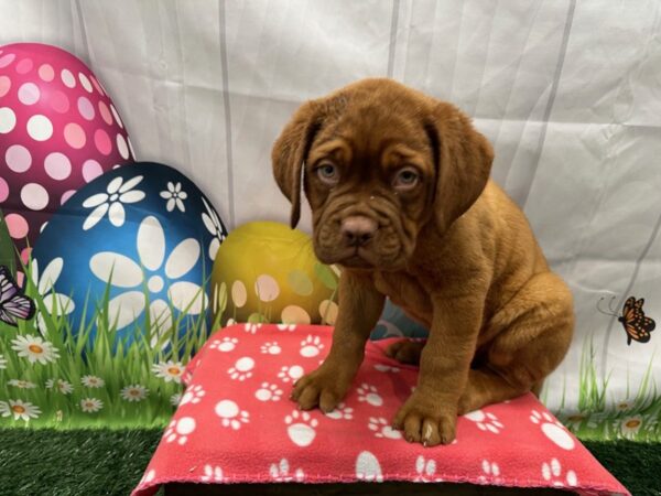 [#2082] Red Male Dogue De Bordeaux Puppies for Sale