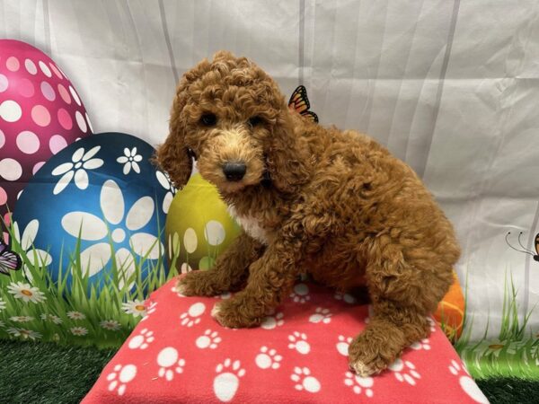 [#2066] Red Male Poodle Standard Puppies for Sale