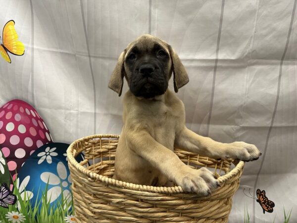 [#2083] Fawn Male Mastiff Puppies for Sale