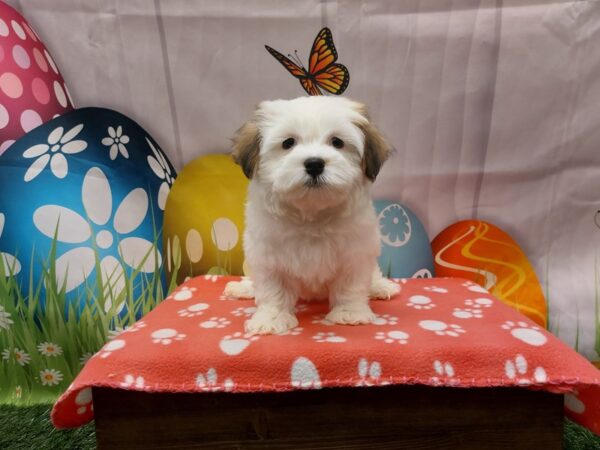 [#2079] White / Sable Female Havanese Puppies for Sale